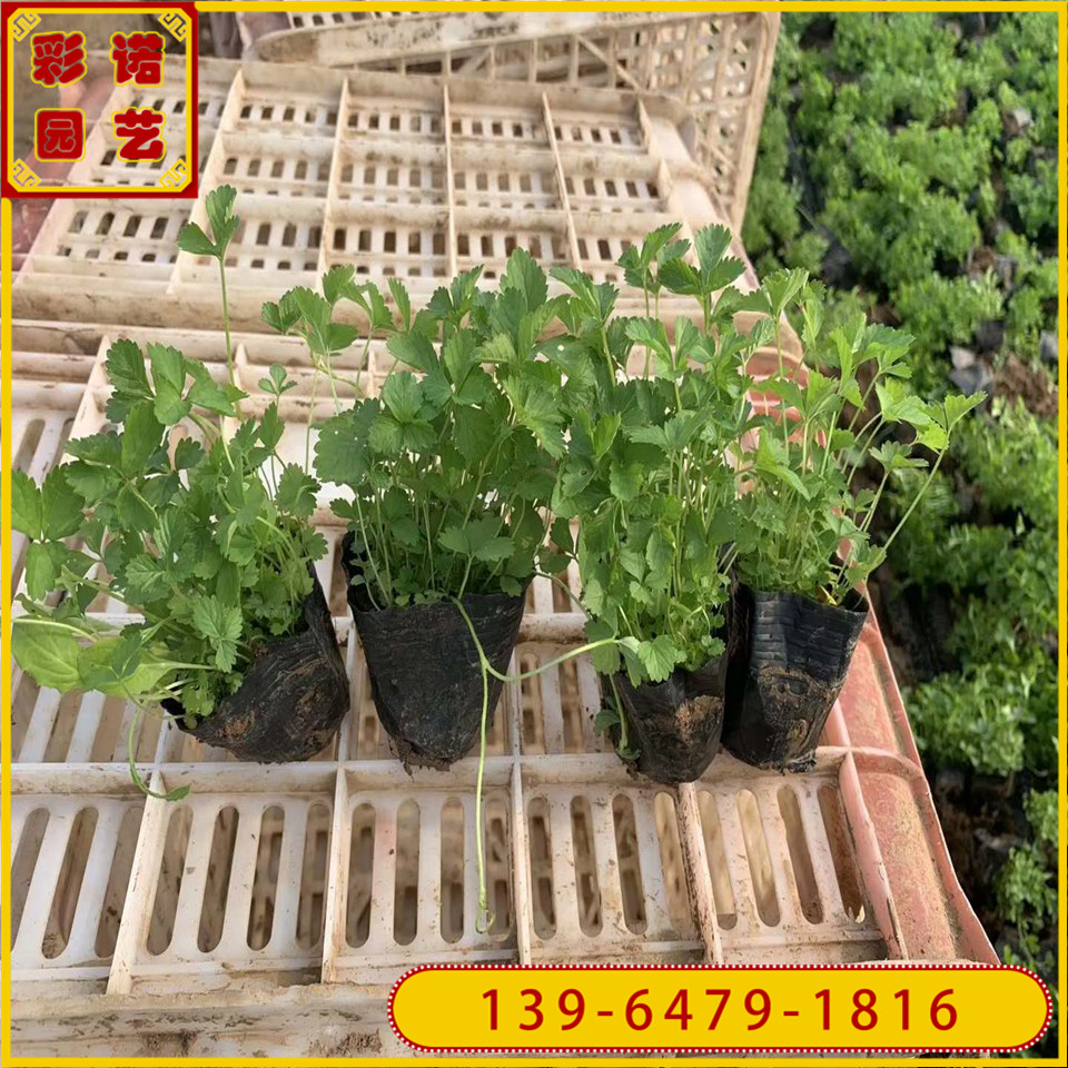 地被蛇莓绿化苗种植基地 护坡植物 供应宿根草本蛇莓小苗