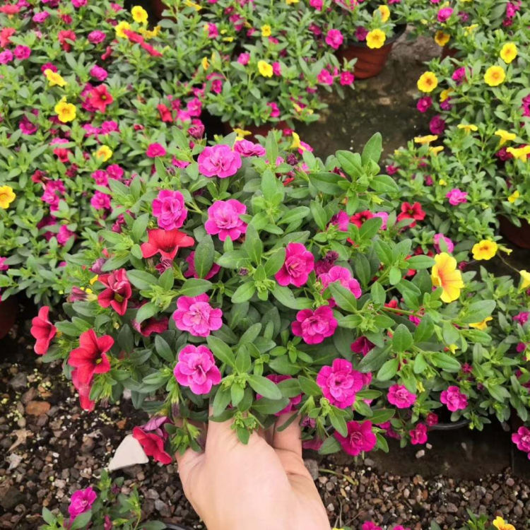 彩虹石竹种植基地 小涵花卉批发供应观赏价值高的彩虹石竹