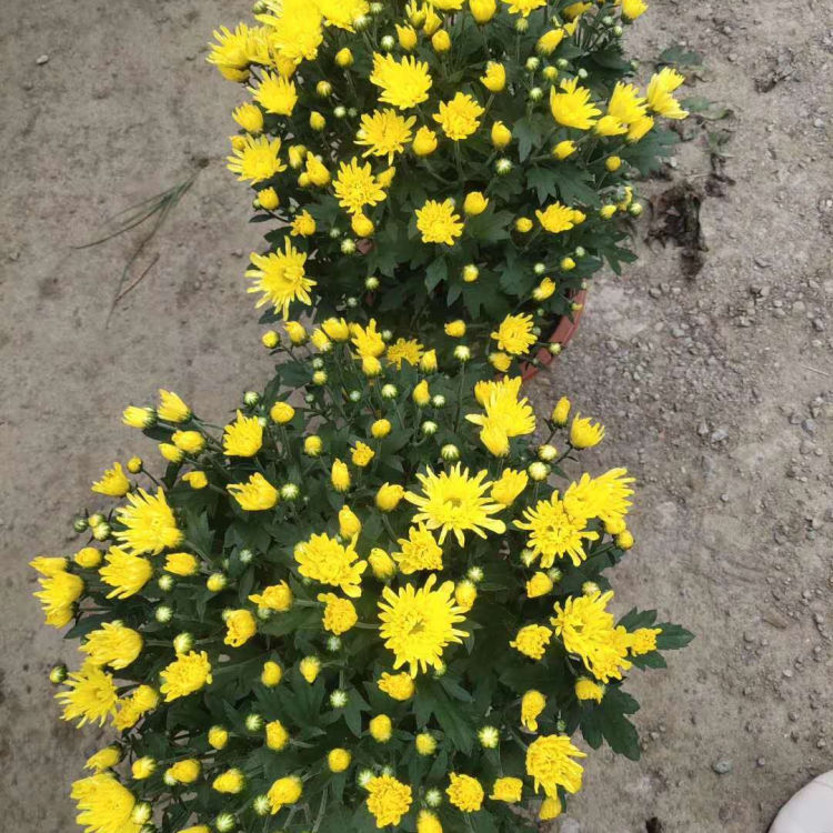 千头菊批发基地 小涵花卉 多年生宿根植物大量供应