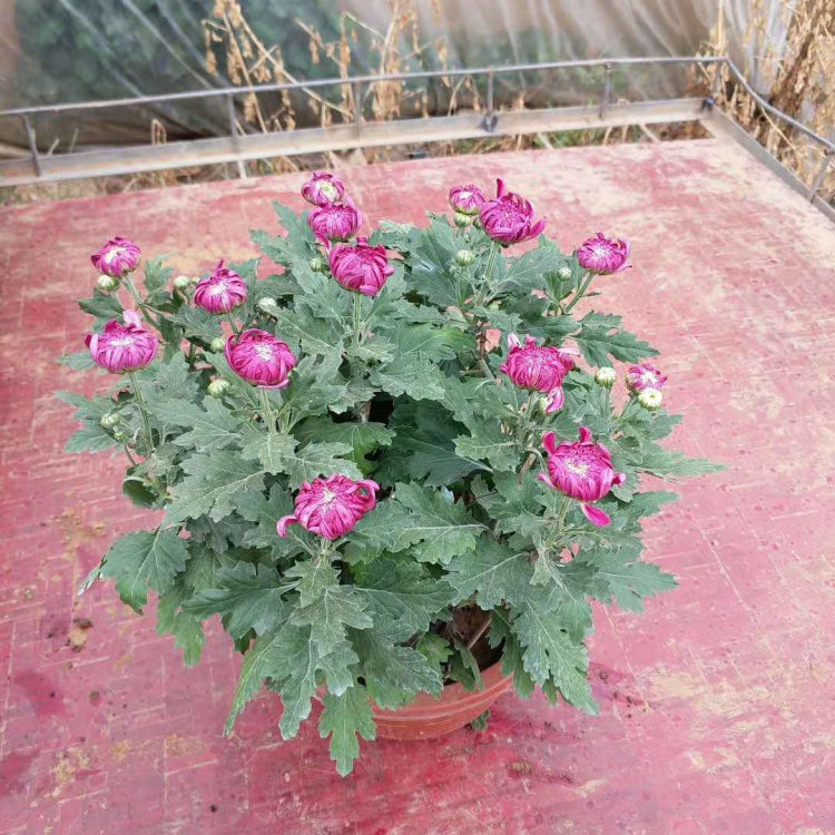 山东花卉苗圃国庆菊供销 绿化组摆用盆栽菊花批发 小涵花卉