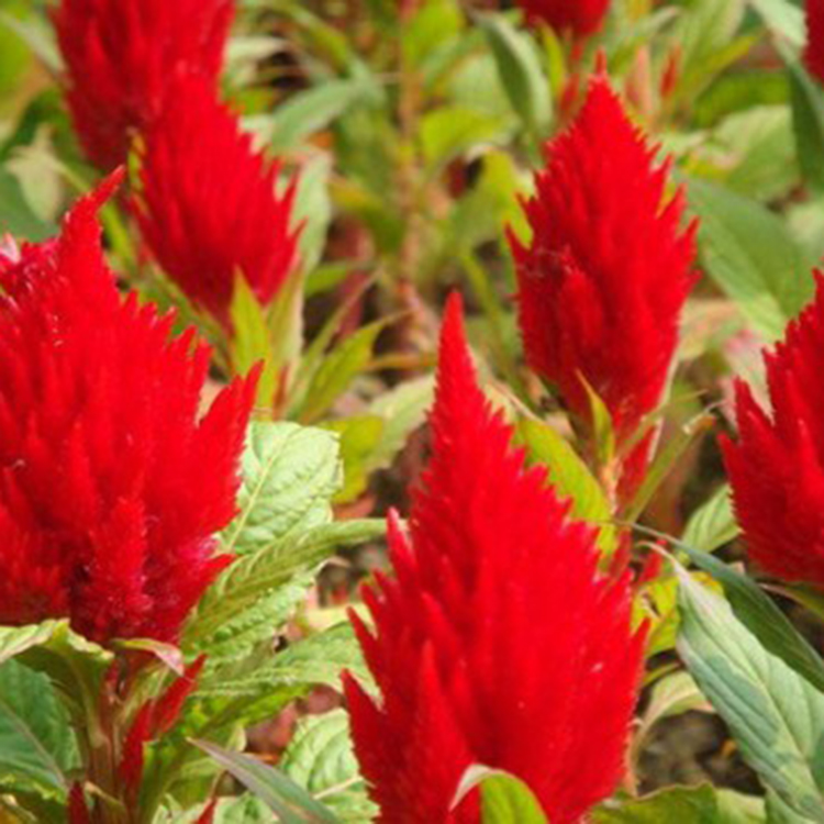 鸡冠花 红叶一支笔种植基地 山东鸡冠花批发行情