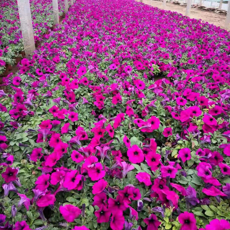 绿化植物 垂吊牵牛批发商 绿化植物