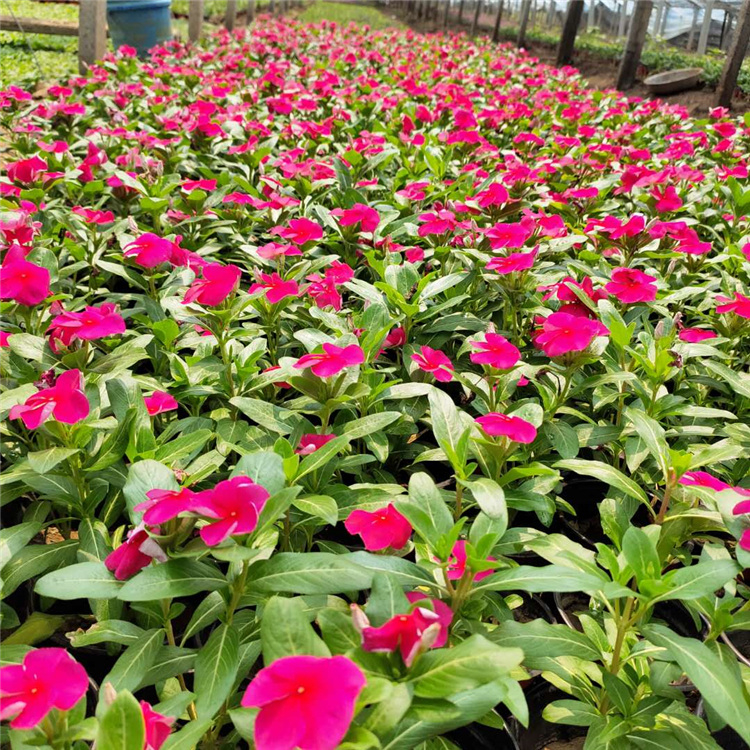 长春花种植基地供应天天开 天天开 长春花价格
