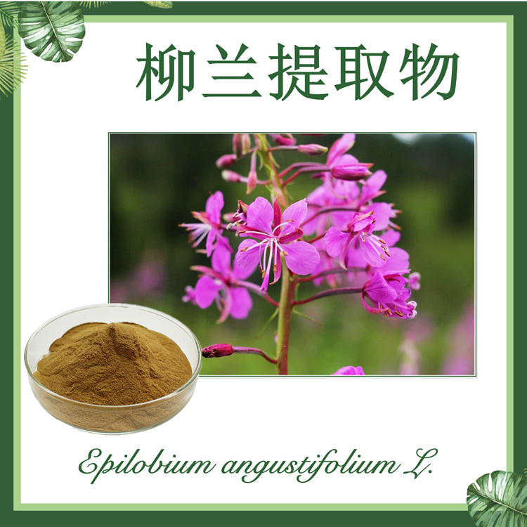 【慈缘生物】柳兰提取物 10:1 现货供应