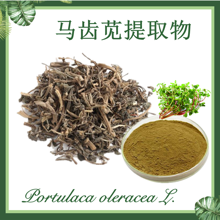 马齿苋提取物 10:1 马齿菜提取物 马苋菜提取物 现货供应