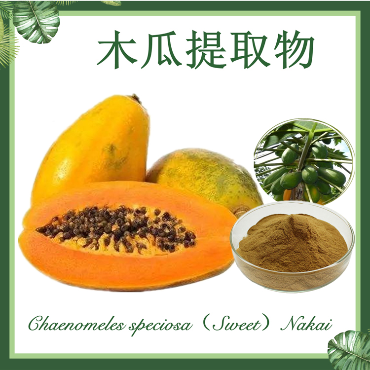 【慈缘】木瓜提取物 10:1 万寿果提取物 乳瓜提取物