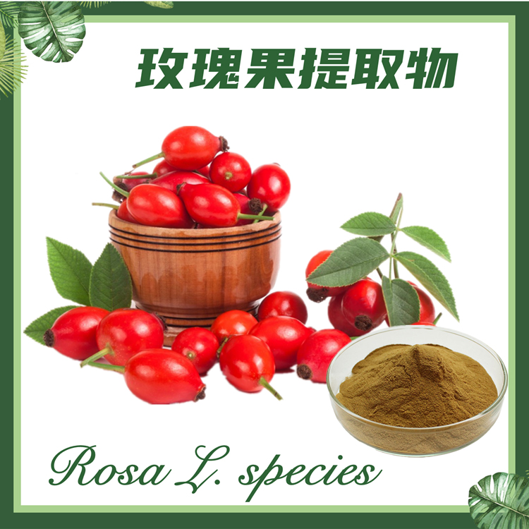 玫瑰果提取物 10:1 野蔷薇提取物 刺玫果提取物