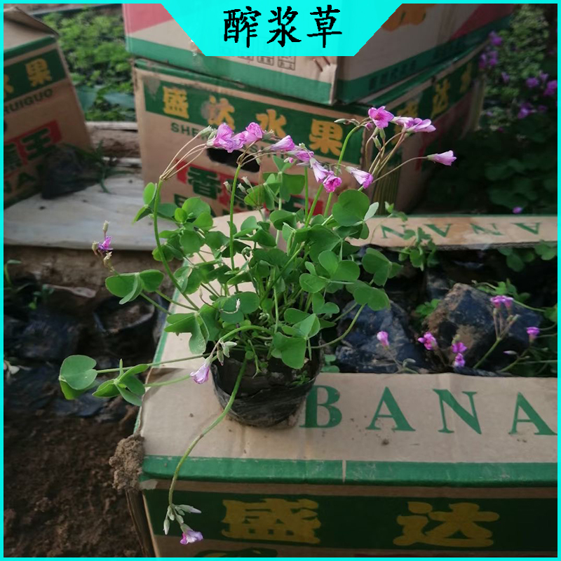醡浆草 紫叶醡浆草批发  宿根草花绿叶醡浆草海