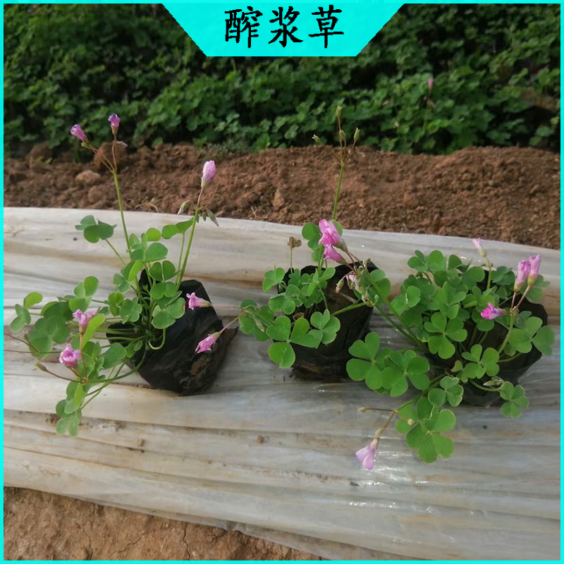 酢浆草种植基地 紫叶醡浆草批发  宿根草花绿叶醡浆草海