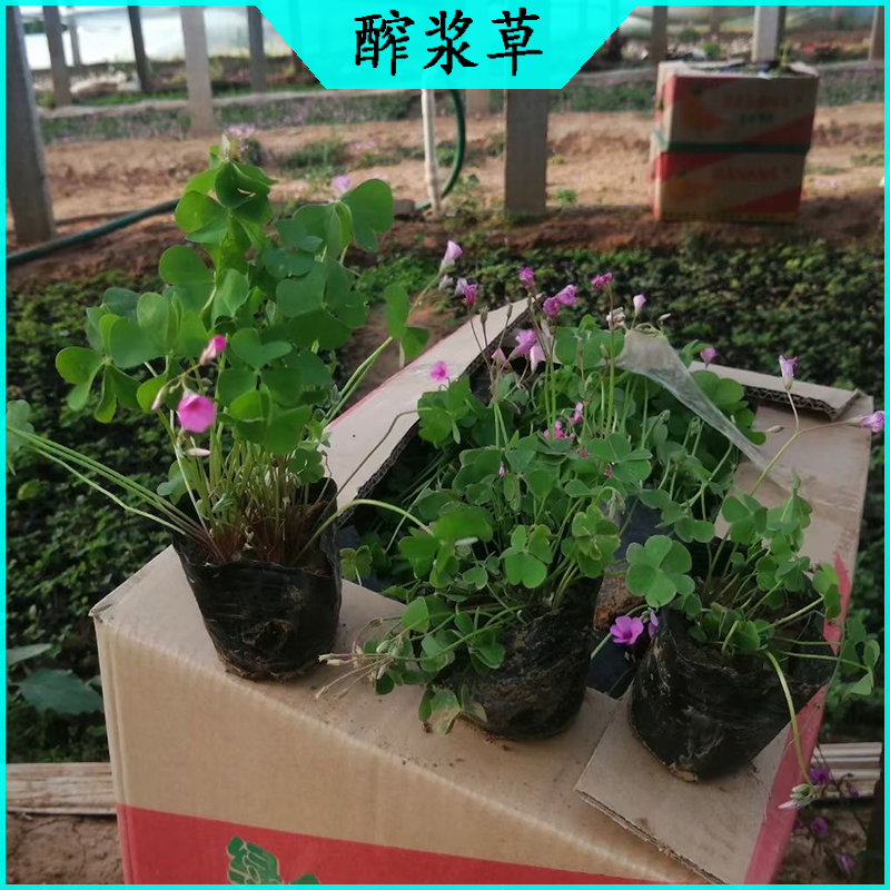 旅游区绿化酢浆草 紫叶醡浆草批发  宿根草花绿叶醡浆草海