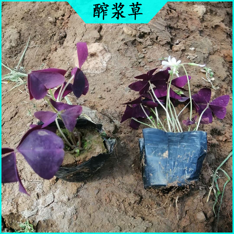 小区绿化酢浆草 紫叶醡浆草批发  宿根草花绿叶醡浆草海
