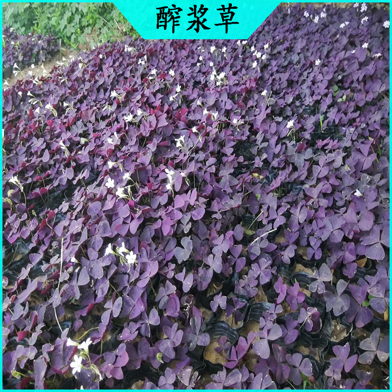 酢浆草绿化苗 紫叶醡浆草批发  宿根草花绿叶醡浆草海