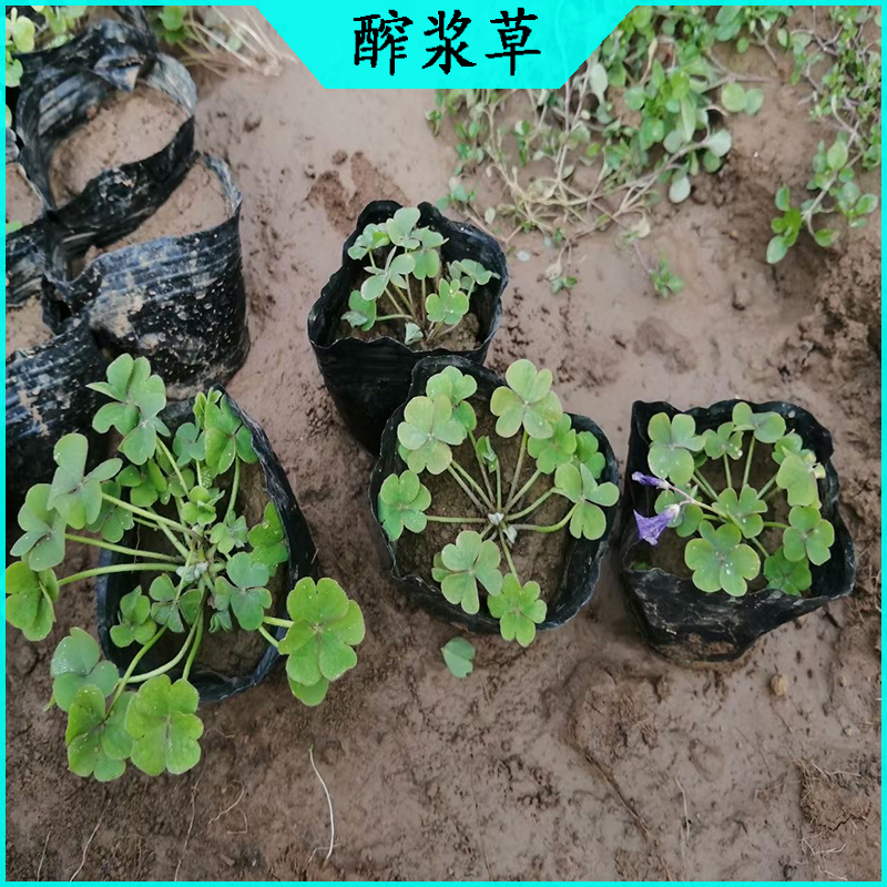 绿化带酢浆草 紫叶醡浆草批发  宿根草花绿叶醡浆草海