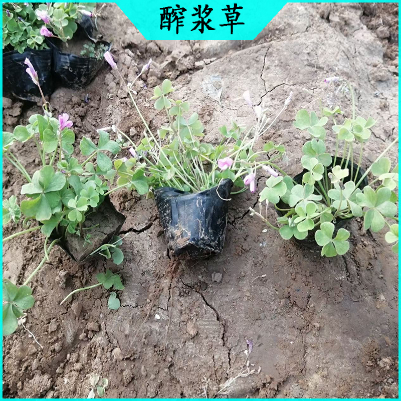 观赏酢浆草 紫叶醡浆草批发  宿根草花绿叶醡浆草海