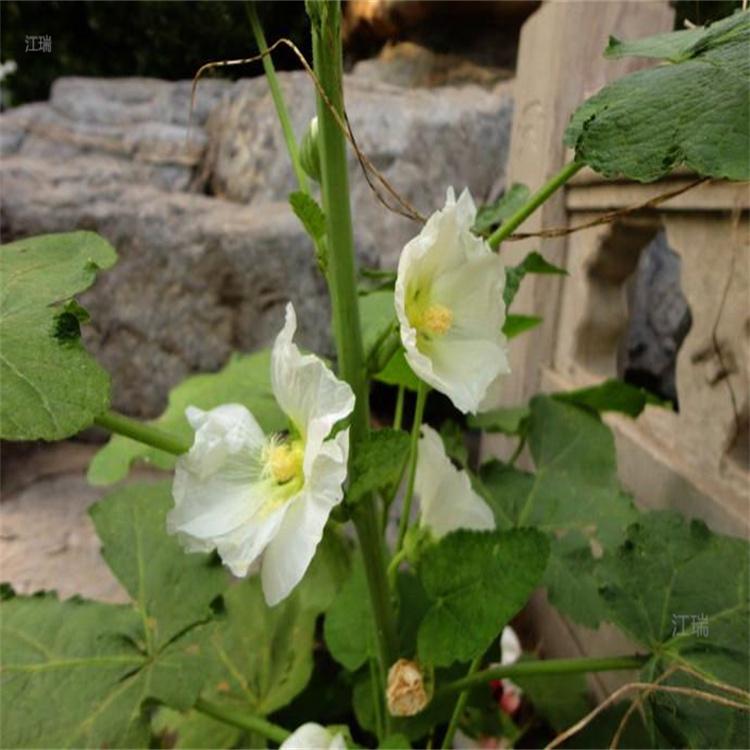 庭院种植花卉蜀葵批发 蜀葵种植基地 江瑞