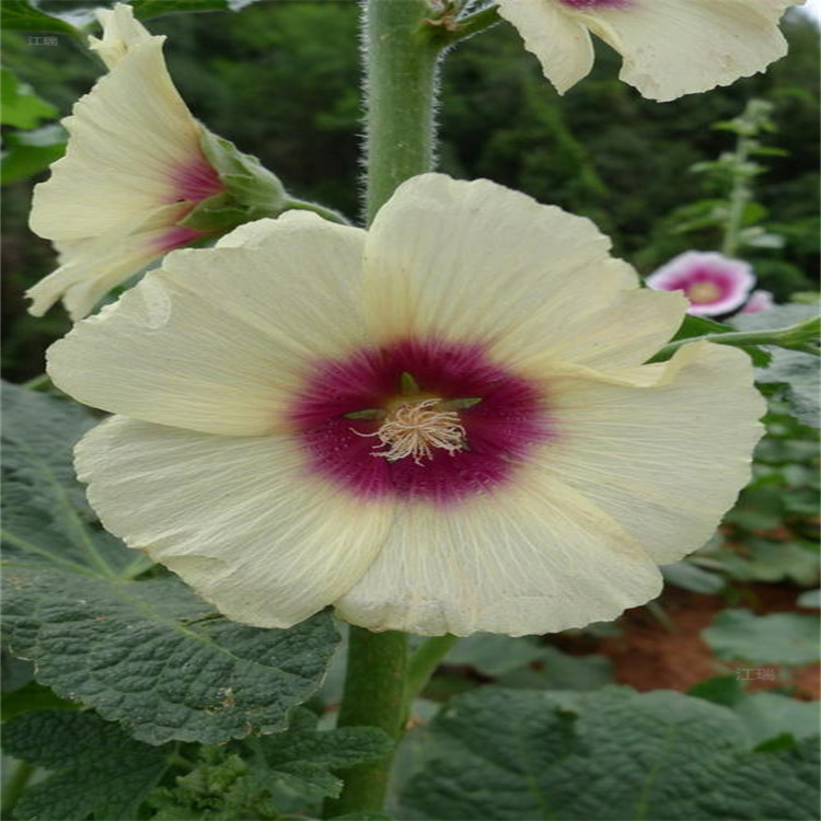 点缀花坛花卉蜀葵基地 蜀葵现货供应 江瑞花卉
