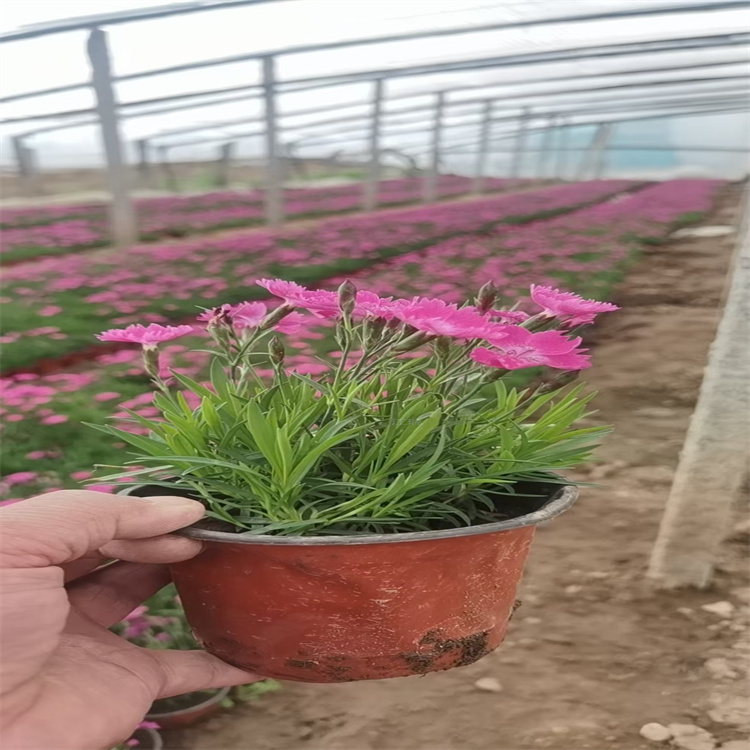 自家棚内种植欧石竹出售 自产自销 欢迎选购