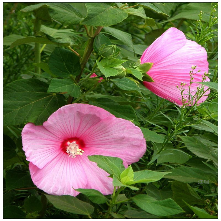 公园花卉大花秋葵基地 大花秋葵种植基地 欢迎致电咨询