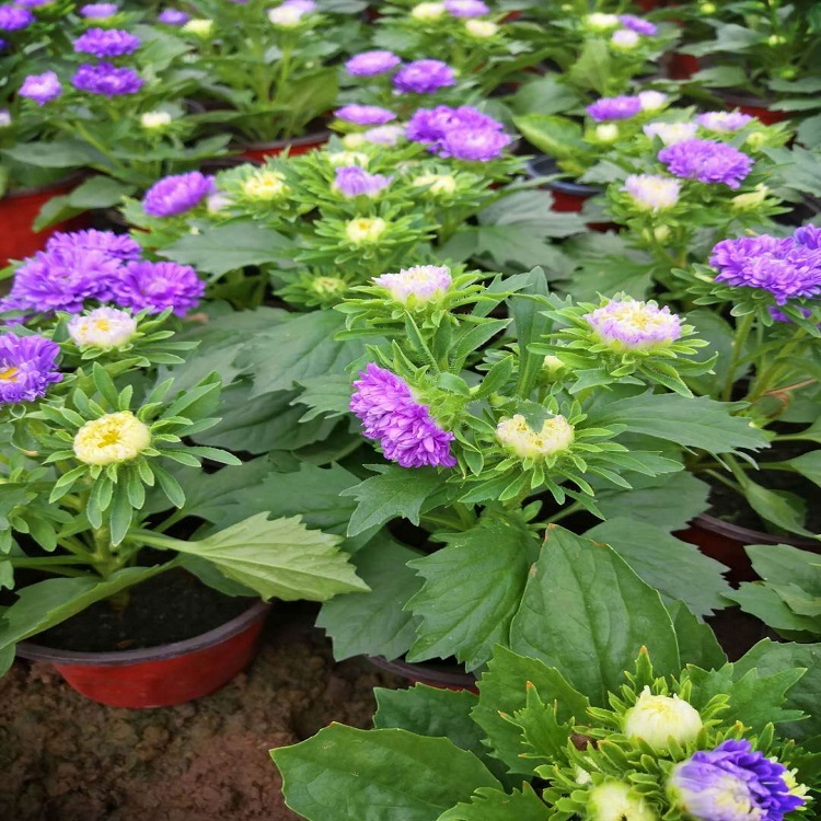 生态花卉翠菊   翠菊价格  时令草花翠菊