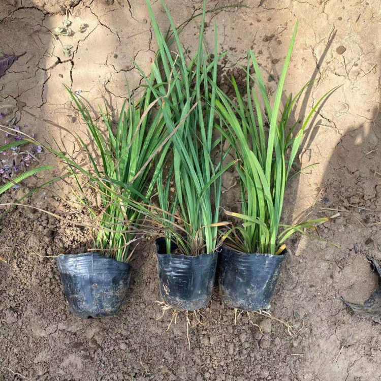 山东花卉麦冬苗绿化植被 麦冬价格