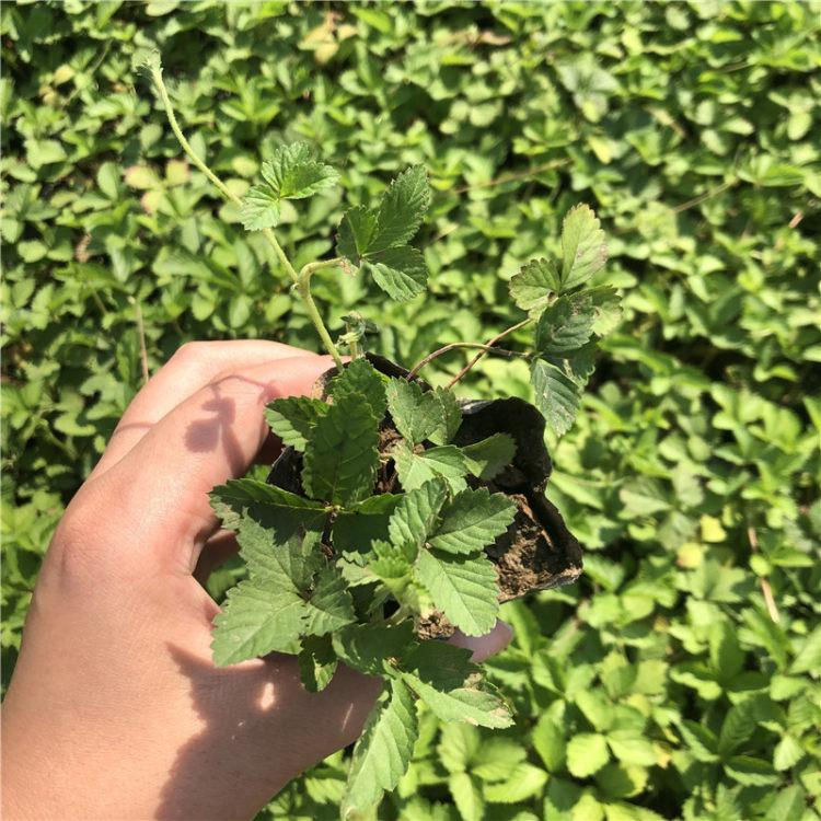 中嘉花卉观赏用的蛇莓苗大量批发 观赏用的蛇莓苗观赏价值高