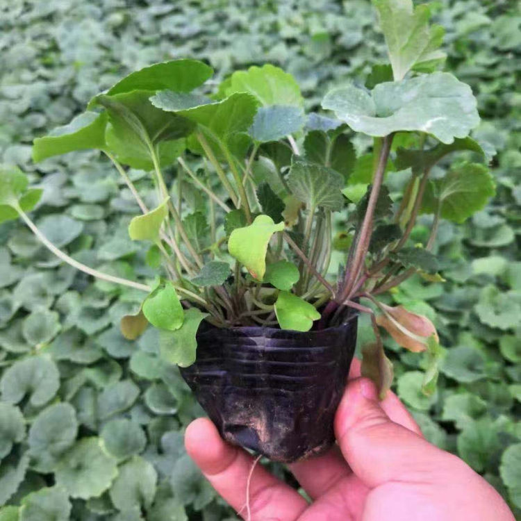 蛇莓小苗 中嘉种植基地蛇莓小苗行情 质优价廉