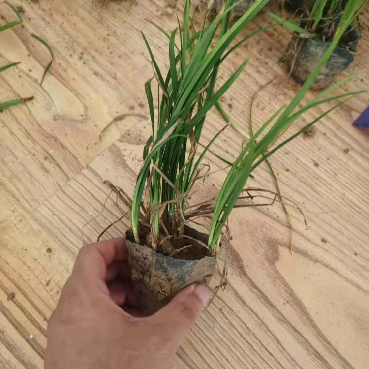 庭院用麦冬 山东种植基地麦冬批发 观赏价值高