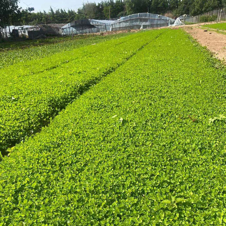 山东花卉白车轴草行情 白三叶小苗 多年生草本
