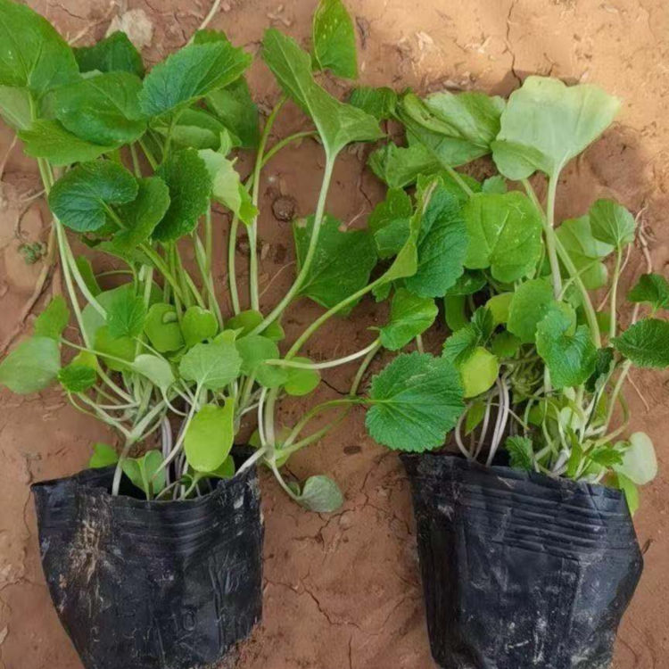 蛇莓小苗 种植基地蛇莓小苗行情 绿化植被