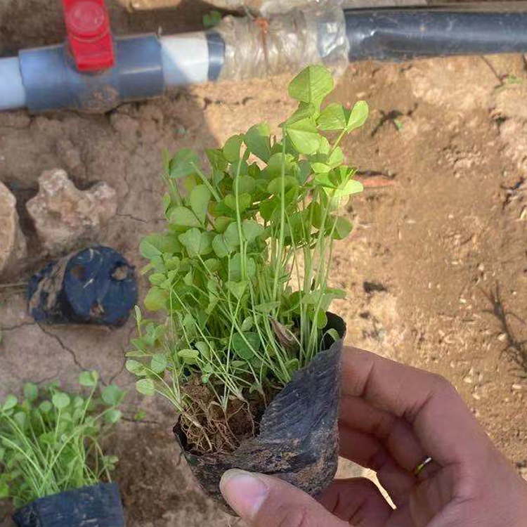 白三叶小苗 山东花卉白车轴草供应 多年生草本