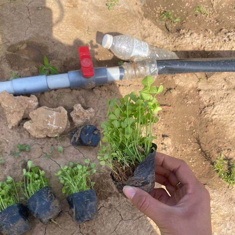 中嘉白车轴草批发 荷兰翘摇 侧根和须根发达