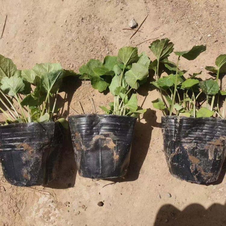 中嘉花卉绿化用的蛇莓苗大量供应 绿化用的蛇莓苗量大从优