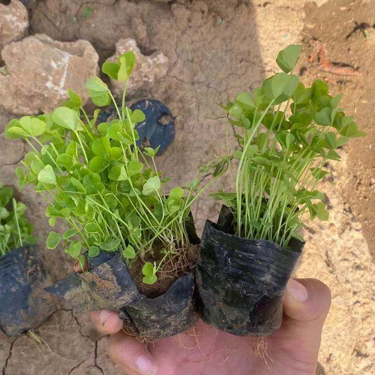 山东种植基地白车轴草供应 车轴草 绿化植被