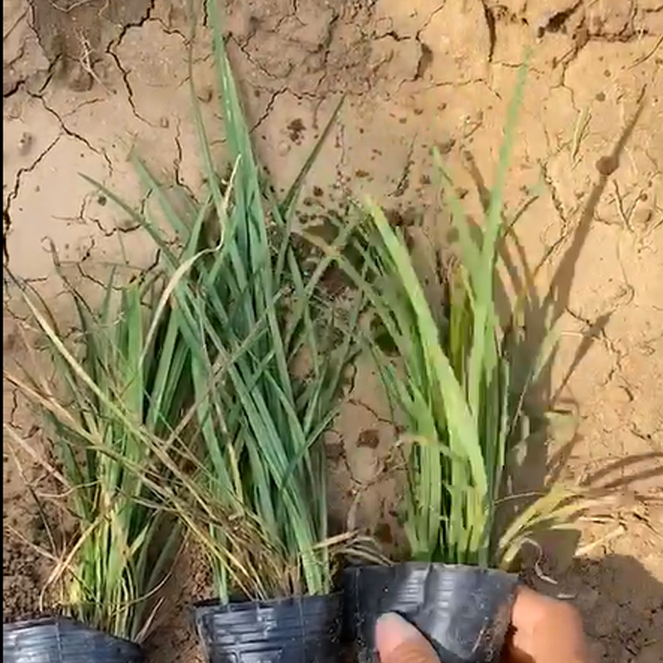 麦冬苗 山东种植基地麦冬价格 观赏价值高