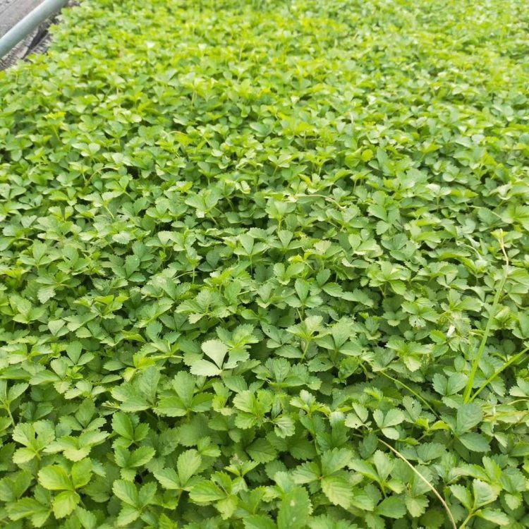 蛇莓小苗 中嘉种植基地蛇莓小苗大量供应 绿化植被