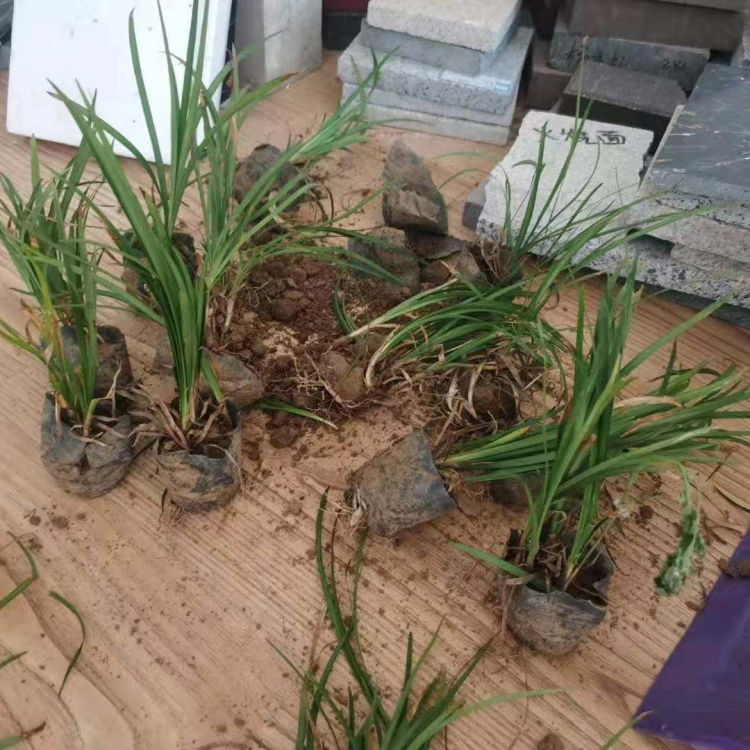 山东种植基地庭院用麦冬绿化植被 麦冬价格