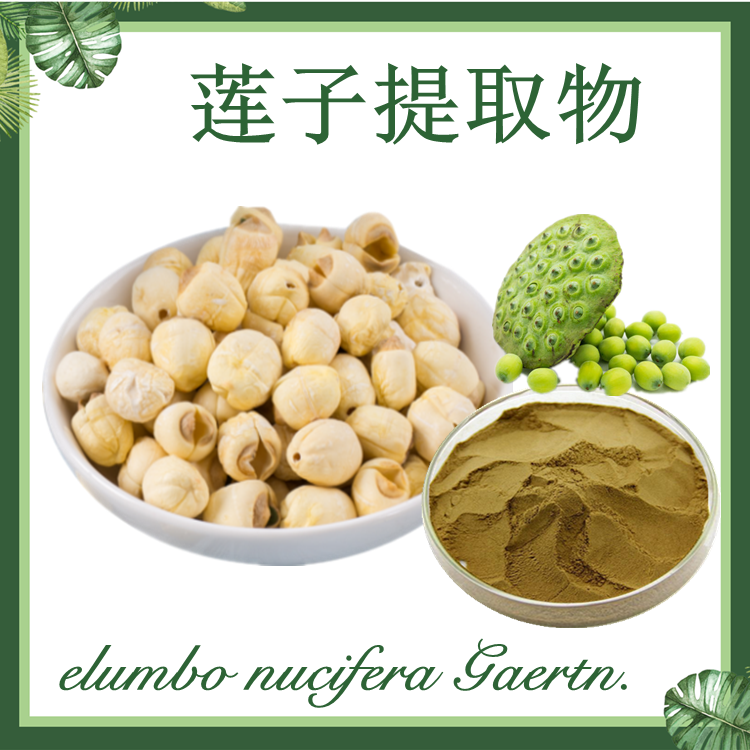 莲子提取物 10:1 白莲提取物 莲肉提取物