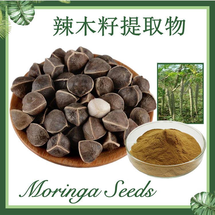 辣木籽提取物 10:1 辣木子提取物 现货供应