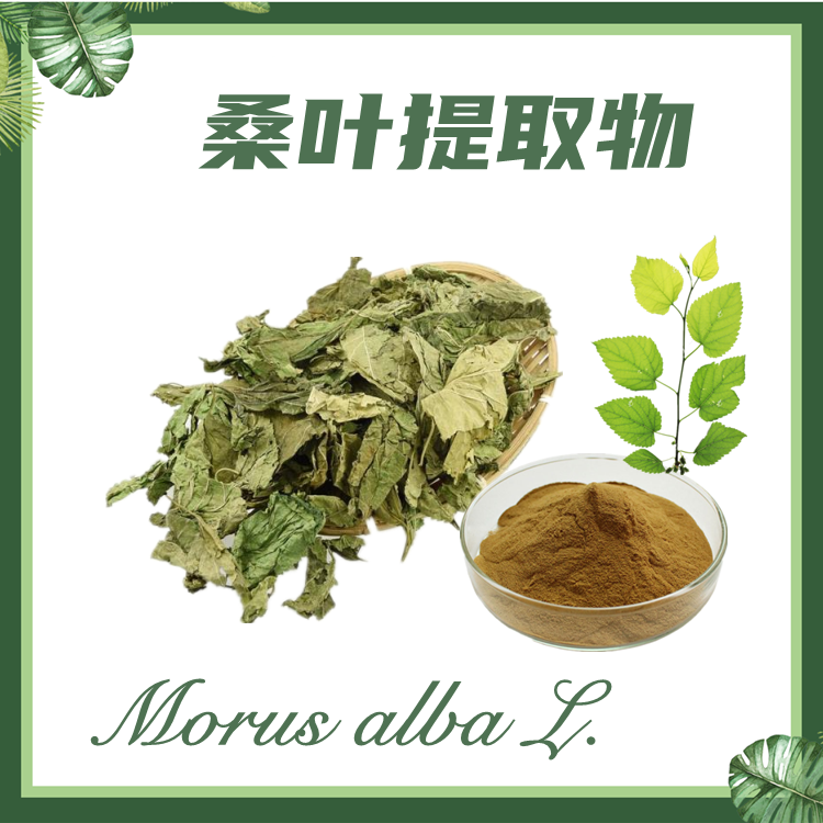 桑叶提取物 10:1 现货供应 含桑叶黄酮
