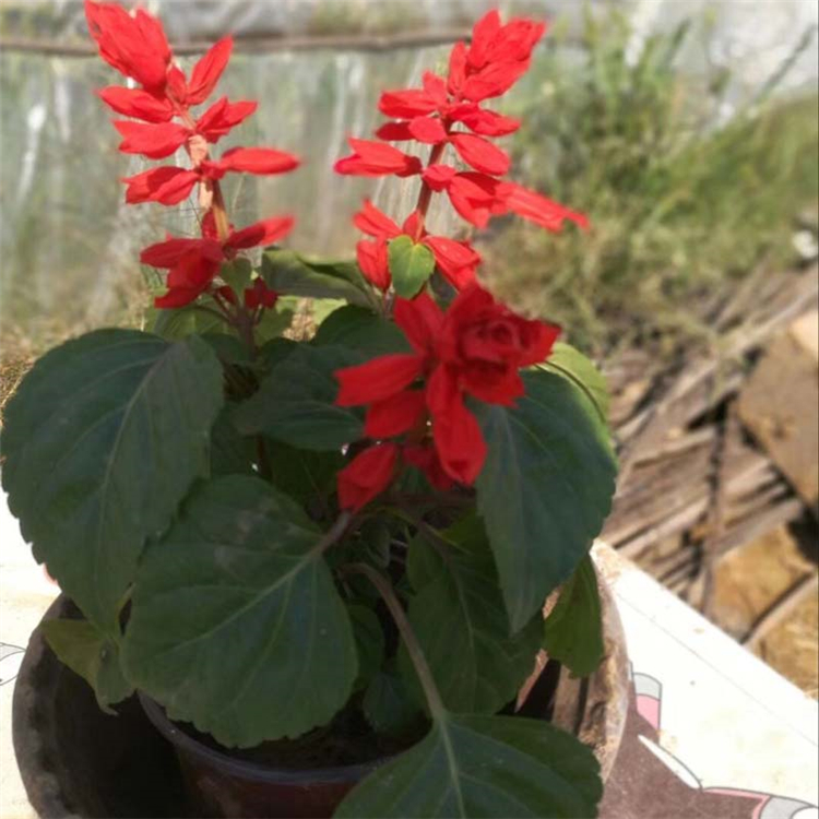 一串红供销 天卓花卉 好苗预定 时令草花一串红
