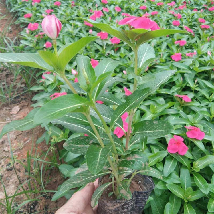 山东草花基地 长春花 长春花种植基地 自产自销