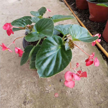 庭院四季海棠 长势好 天卓花卉 四季海棠行情