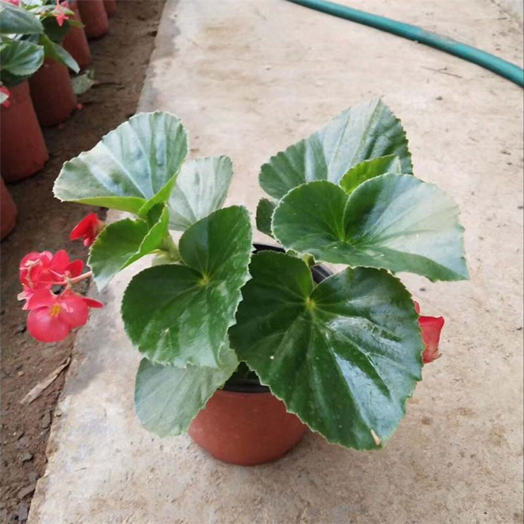 肉质盆栽花卉 基地种植 天卓花卉 四季海棠供货商