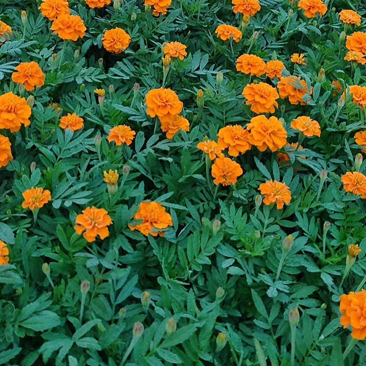 孔雀草小苗 山东草花 苗圃供应 孔雀草基地