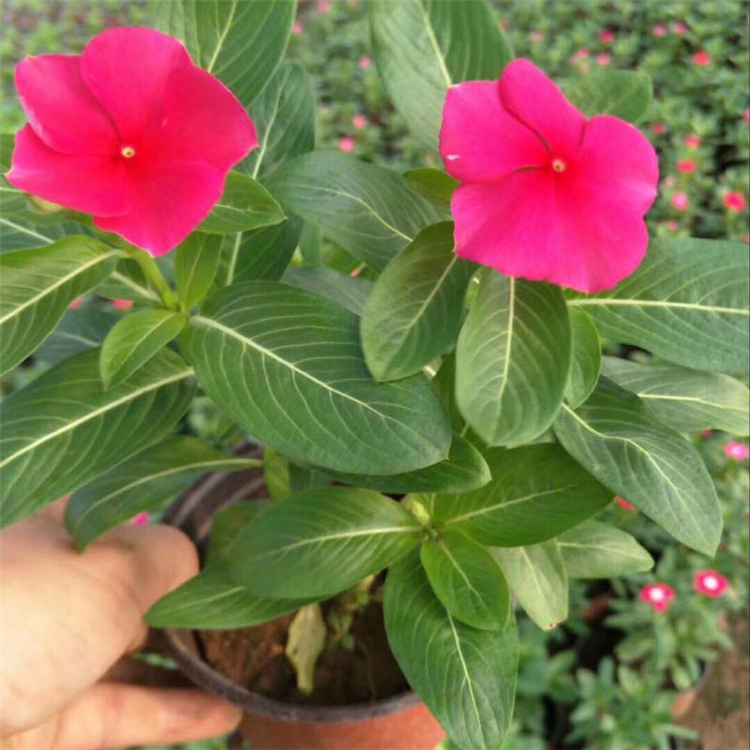青州开花草花 长春花种苗 长春花供货商 欢迎咨询洽谈