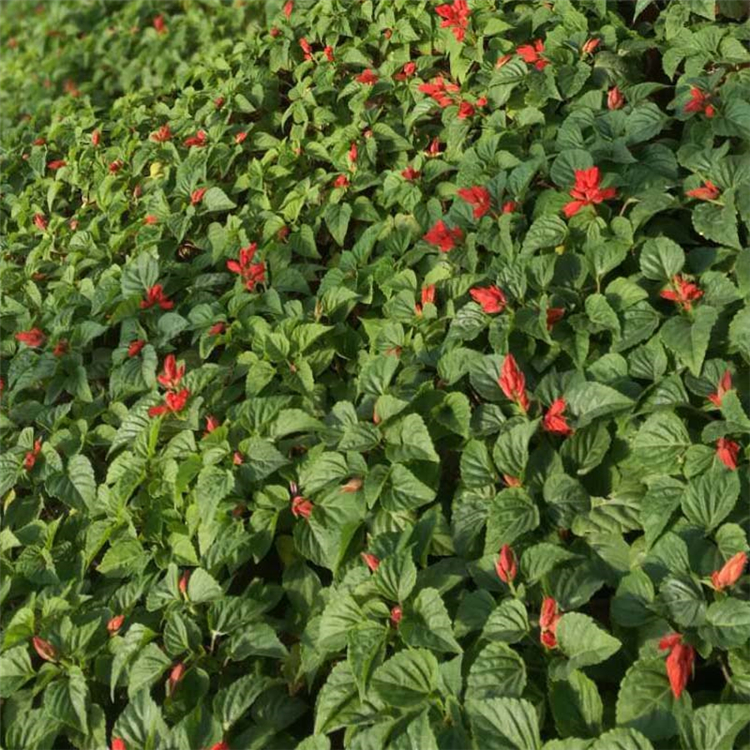 一串红种植基地 青州草花批发 好苗预定 一串红杯苗