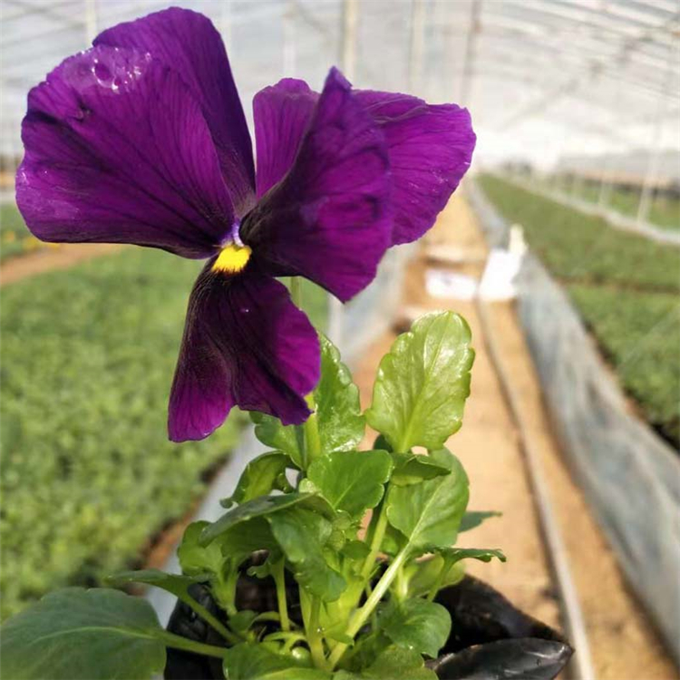 大量批发 三色堇杯苗 三色堇价格