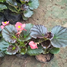 四季海棠幼苗 大量批发 青州草花批发 四季海棠种植基地