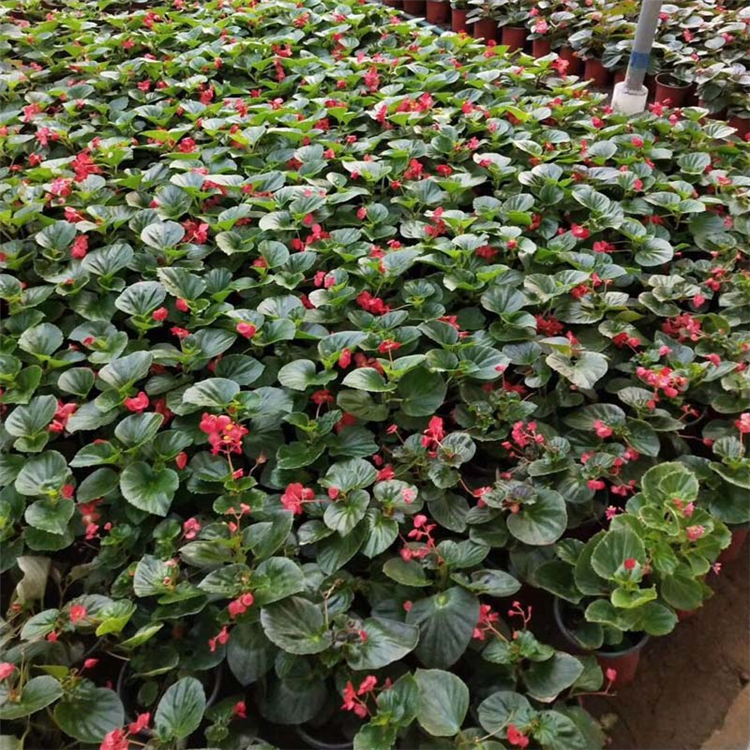 四季秋海棠 基地种植 青州草花 四季海棠供销