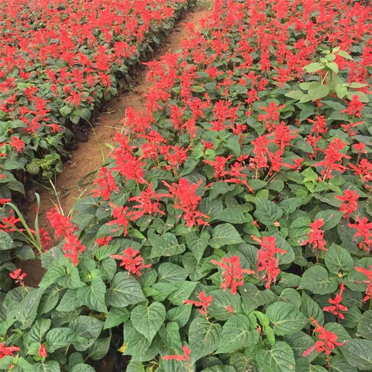 青州草花批发 绿化工程一串红 一串红批发商 订购报价